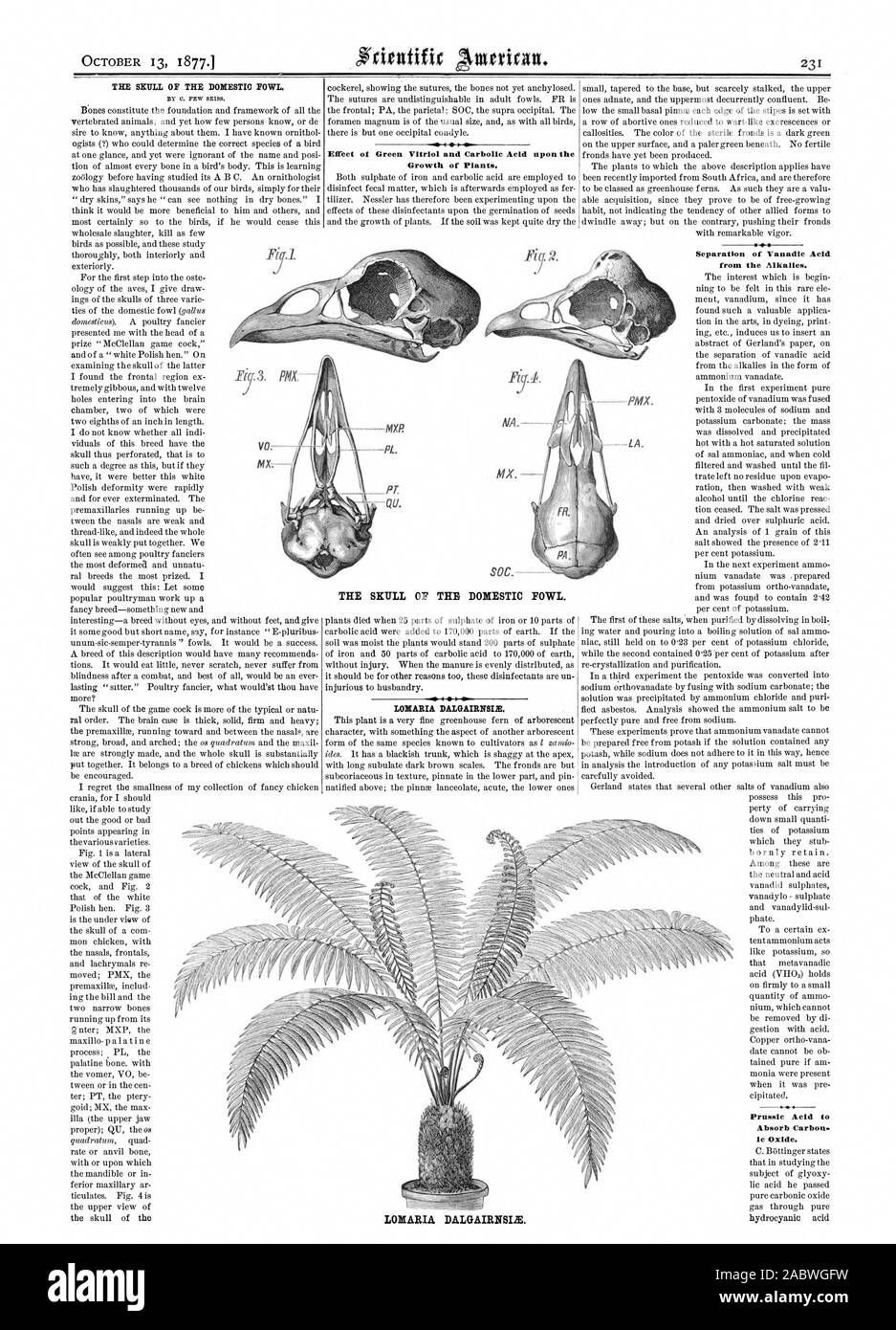Trennung von Vanadic Säure von den Alkalien. Blausäure t absorbieren CO2-ic-Oxid. Der Schädel DER HAUSHÜHNER. MX. LOMARIA DALGAIRNSIIE., Scientific American, 1877-10-13 Stockfoto