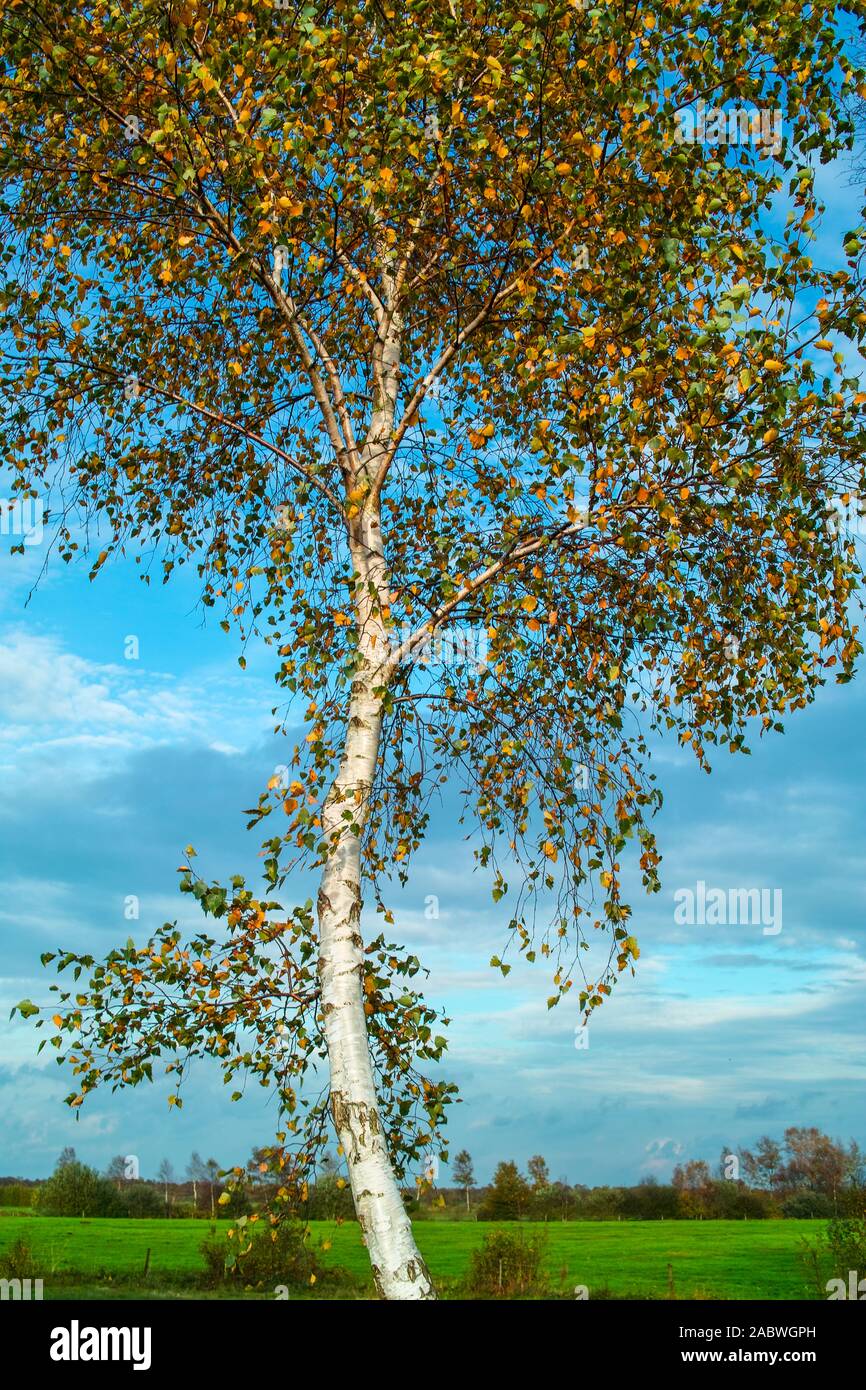 Herbstlich belaubte moorbirke Stockfoto