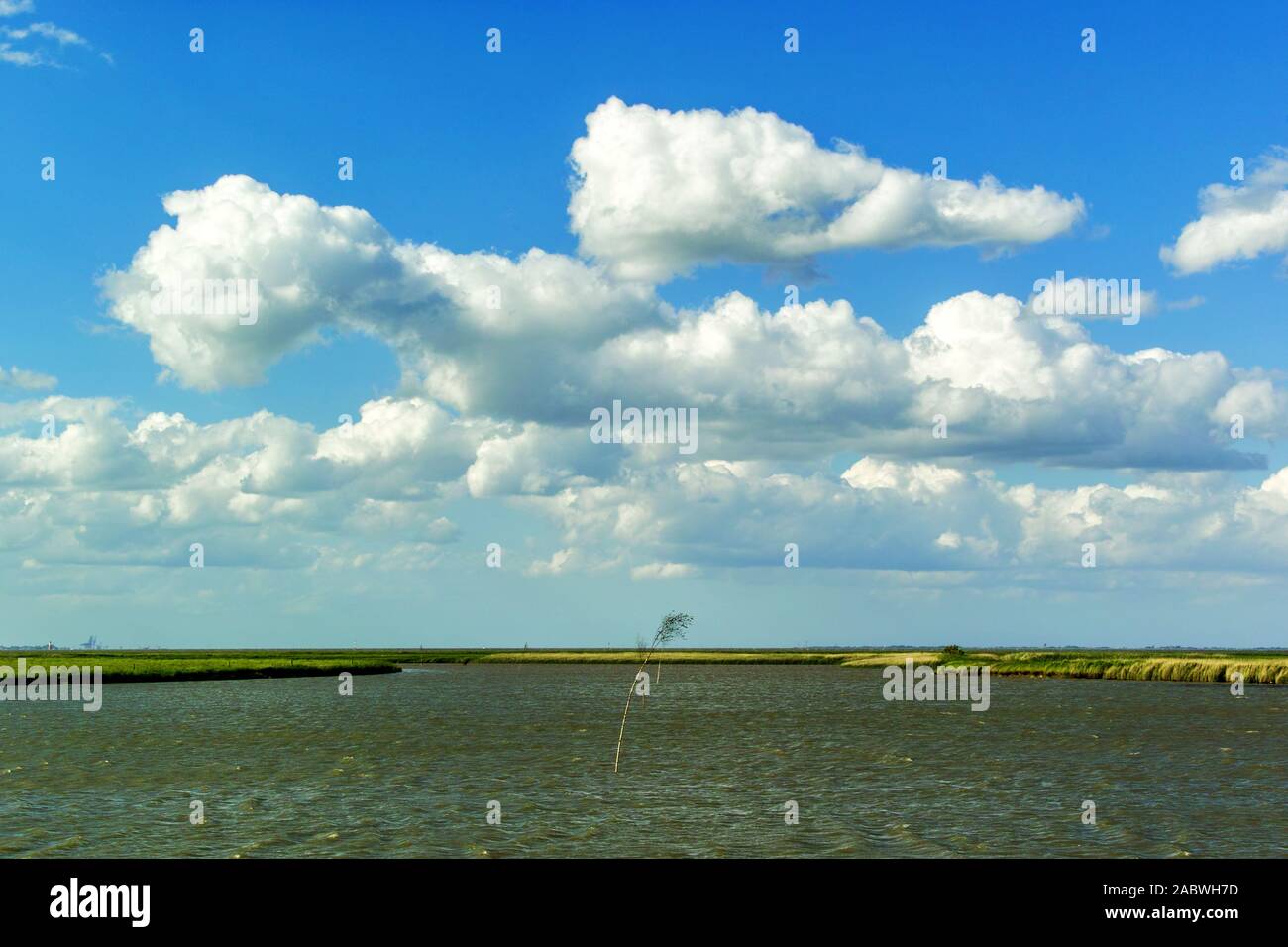 Kuestensaum des Wattenmeeres mit schilfguertel bei Flut Stockfoto