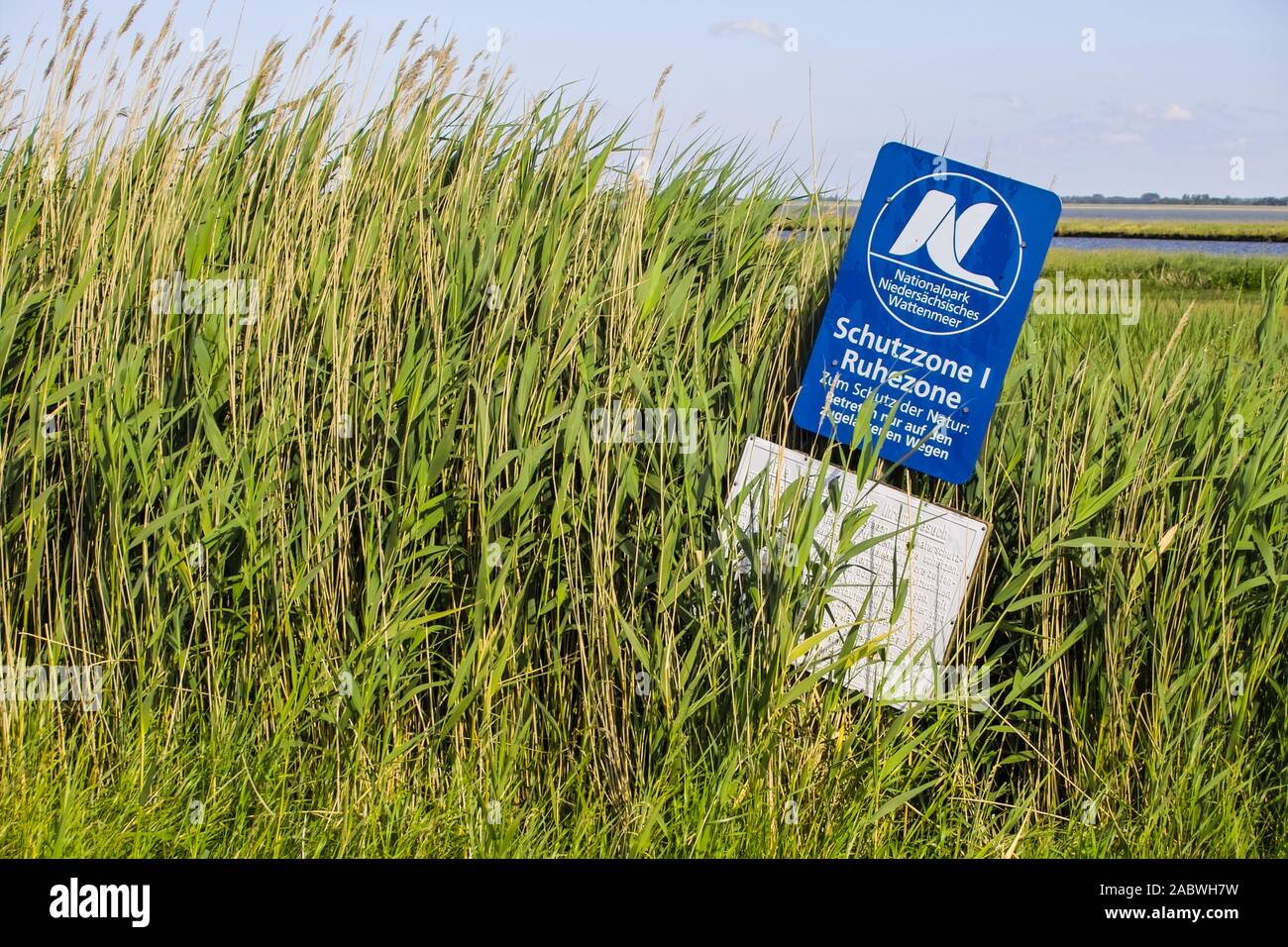 Schilfbestandener Rand einer aussendeichs gelegenen Salzwiese mit Schild des Nationalparks niedersaechsisches Wattenmeer Stockfoto