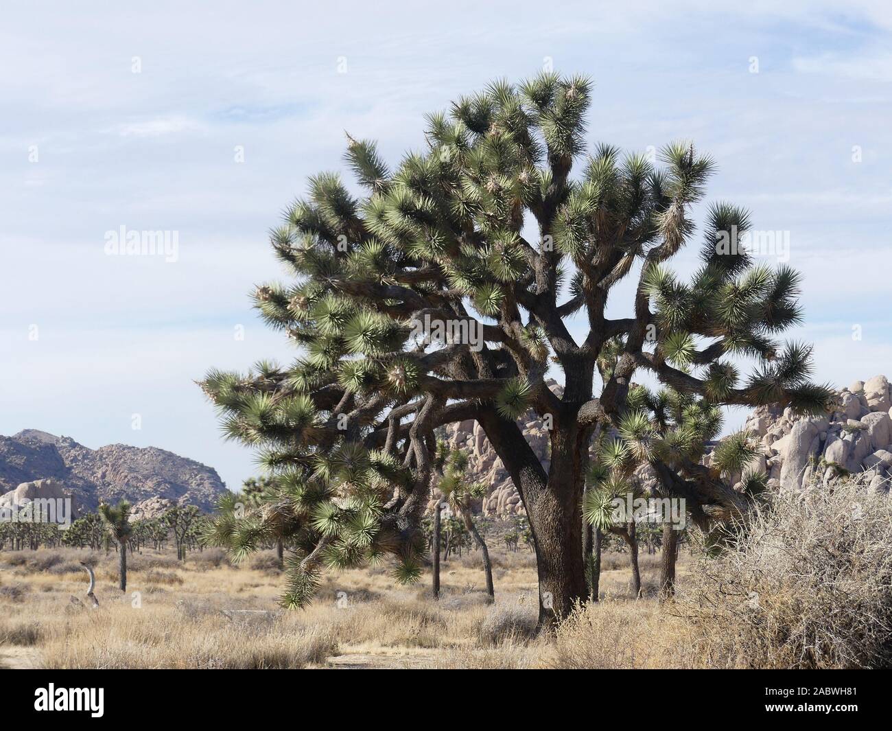 JOSHUA TREE NATIONAL PARK, Kalifornien. Foto: Tony Gale Stockfoto