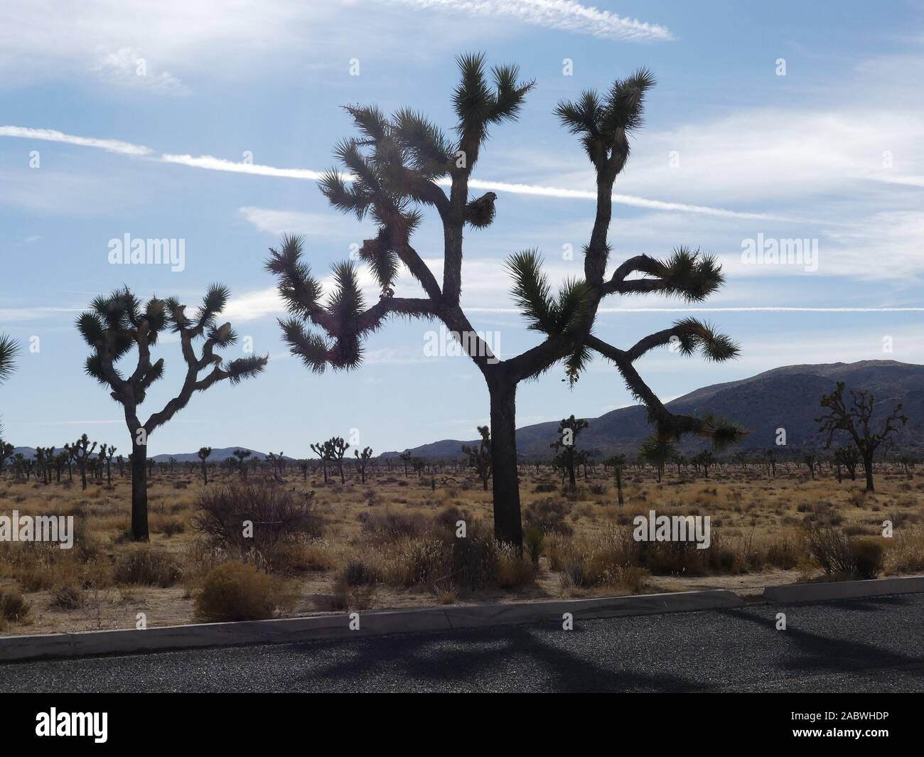 JOSHUA TREE NATIONAL PARK, Kalifornien. Foto: Tony Gale Stockfoto