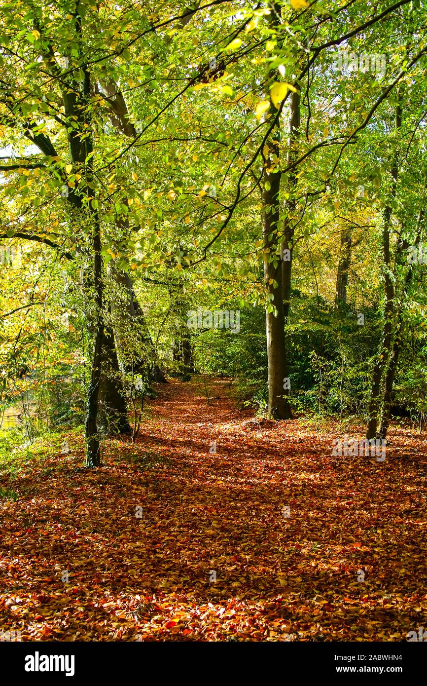 Herbstlicher weg unter buchen mit laubstreu Stockfoto