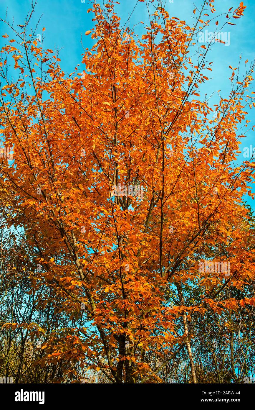 Herbstlich belaubte hainbuche Stockfoto