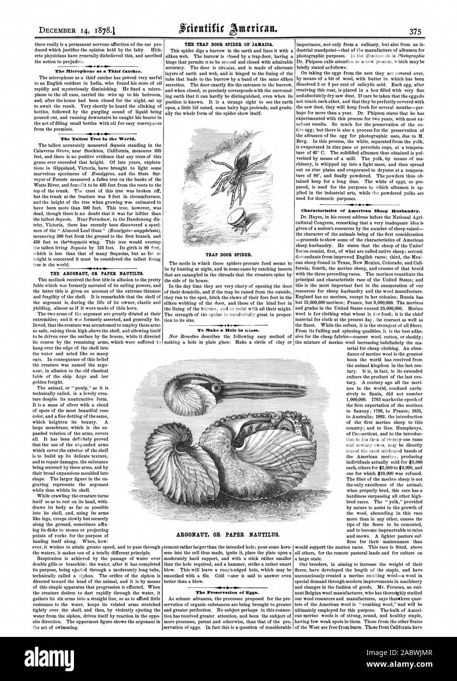 Das Mikrofon wie ein Dieb Catcher. Der höchste Baum der Welt. Das argonaut ODER PAPIER NAUTILUS. Die FALLTÜR SPIDER VON JAMAIKA. TRAP DOOR SPIDER. Um eine Bohrung im Glas. Die Erhaltung der Eier. Merkmale der Amerikanischen Schafzucht. ARGONAUT ODER PAPIER NAUTILUS., Scientific American, 1878-12-14 Stockfoto