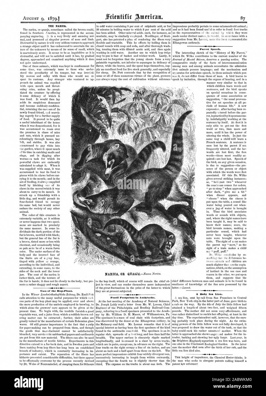 T-STÜCK NARICA. Verwendungen des Hop-Plant. Fossile Fußspuren in Anthrazit. Parrot Rede. p, Scientific American, 1879-08-09 Stockfoto T-STÜCK NARICA. Verwendungen des Hop-Plant. Fossile Fußspuren in Anthrazit. Parrot Rede. p, Scientific American, 1879-08-09 Stockfoto
