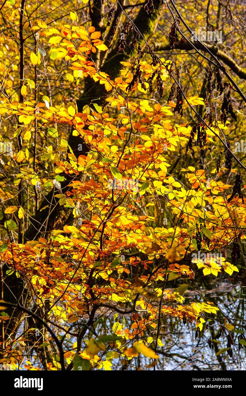 Junger buchenstrauch in Herbstfarben Stockfoto