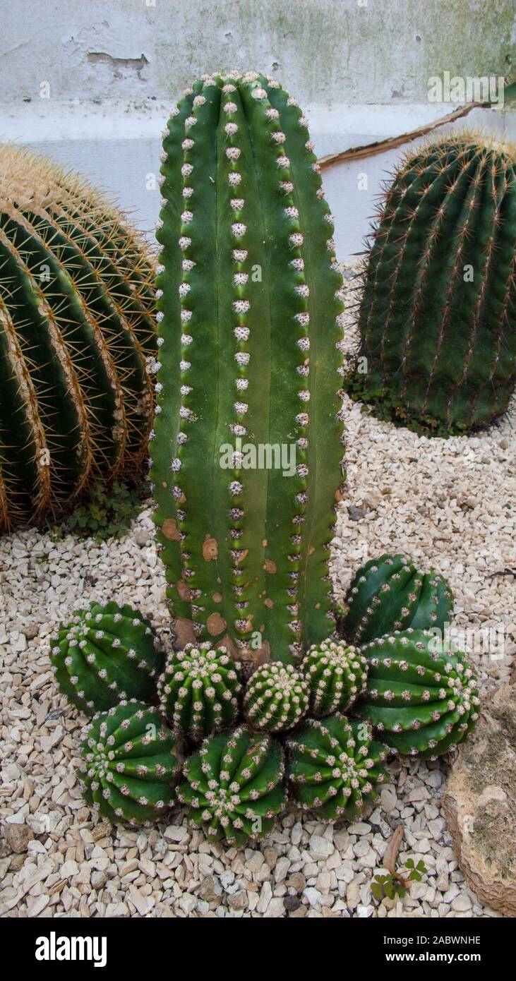 Aufrechter Kaktus mit vielen Ablegern runden Stockfoto