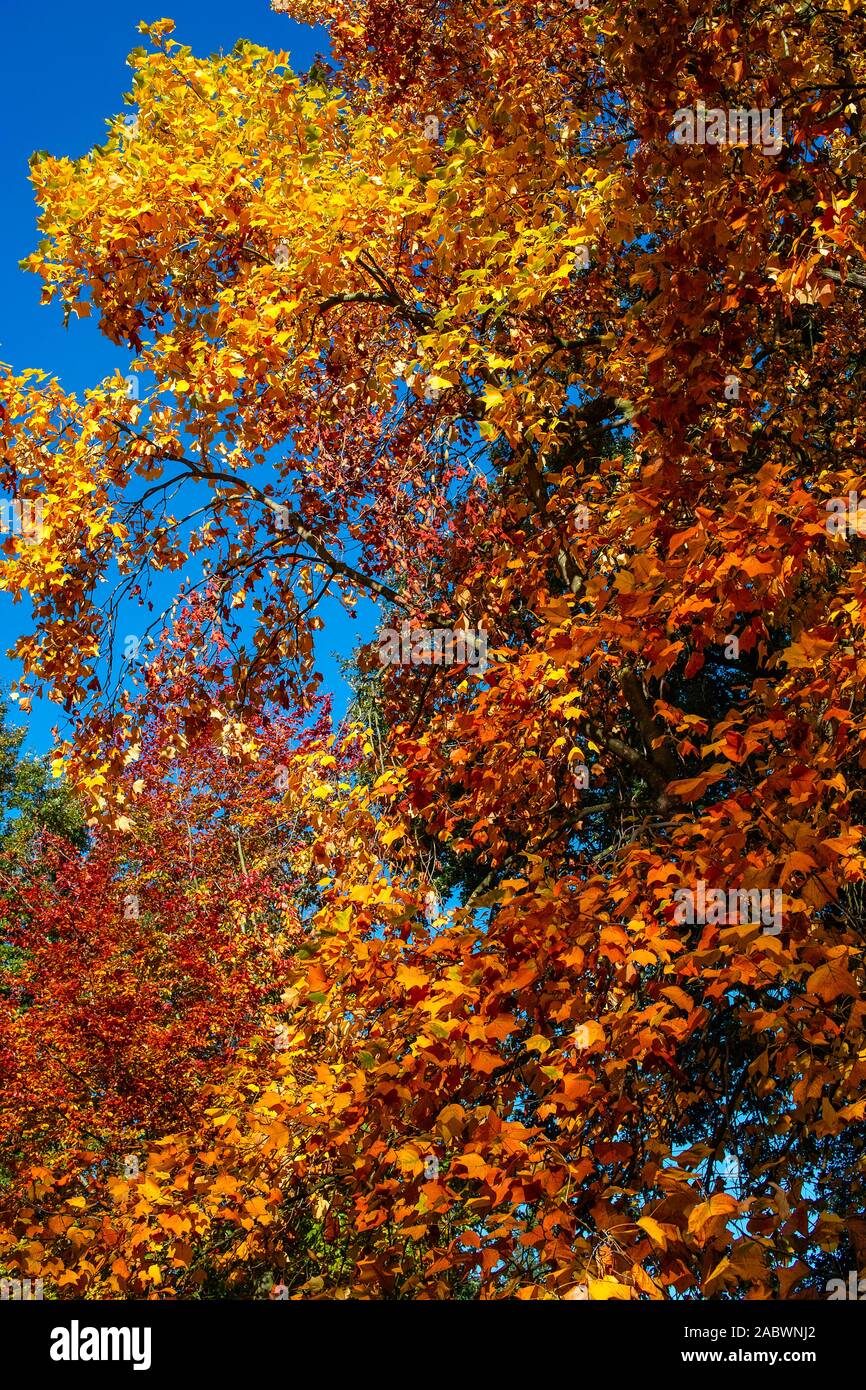 Tulpenbaum in voller Farbkraft des Herbstes Stockfoto