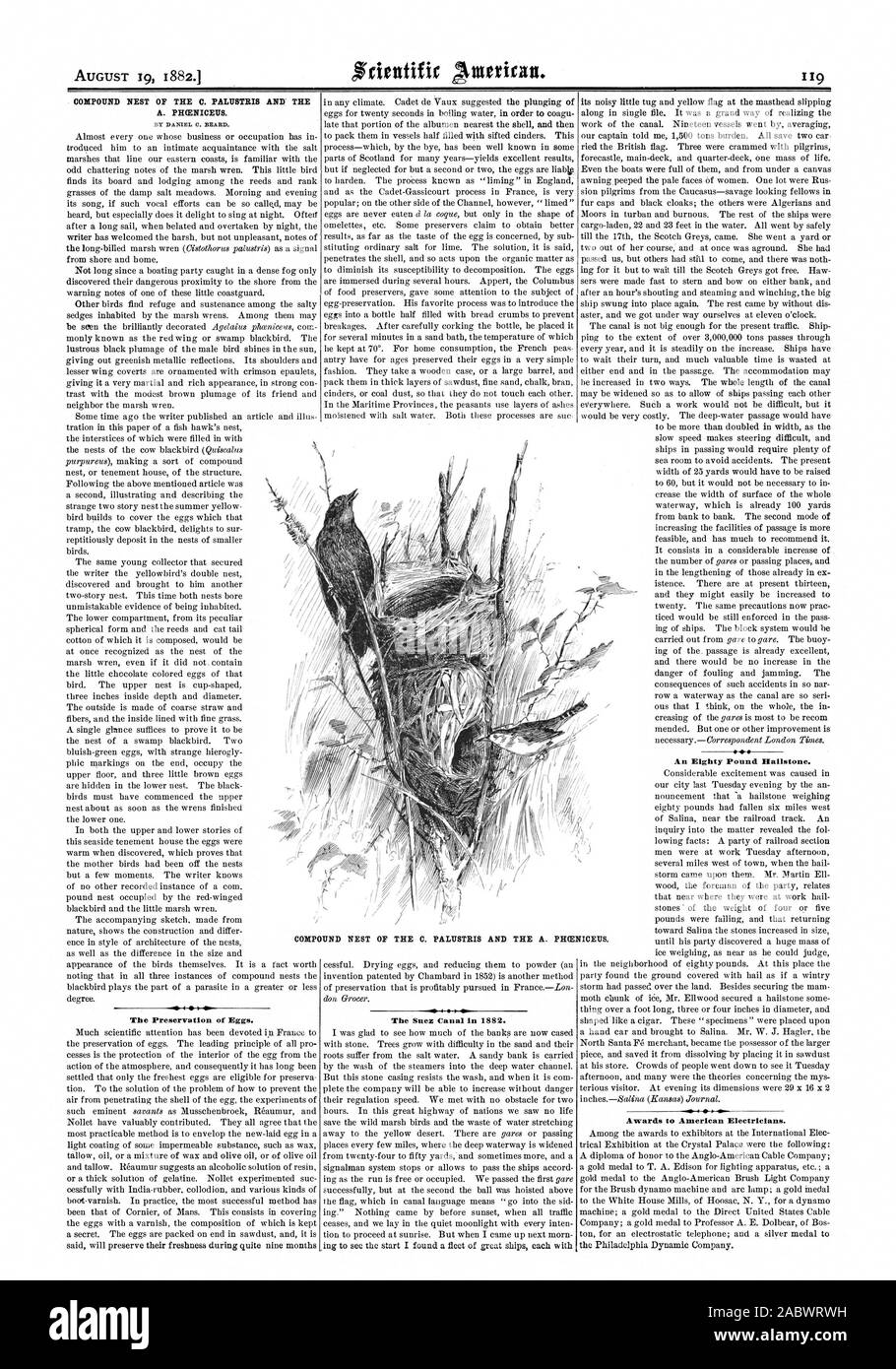 COMPOUND NEST DER C. PALUSTRIS UND DIE A. PHCENICEUS. Von DANIEL C. BART. Die Erhaltung der Eier. Der Suez Kanal 1882. 80 Pound Hagelkorn. Auszeichnungen der amerikanischen Elektriker. Verbindung DER C. PALUSTRIS UND DIE A. PHCENICEUS., Scientific American, 1882-08-19 NEST Stockfoto