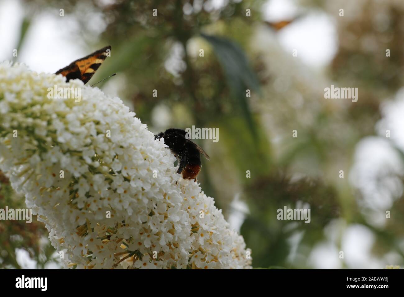 Schönen weißen Sommerflieder Blumen sind sehr attraktiv für Schmetterlinge und Bienen Stockfoto