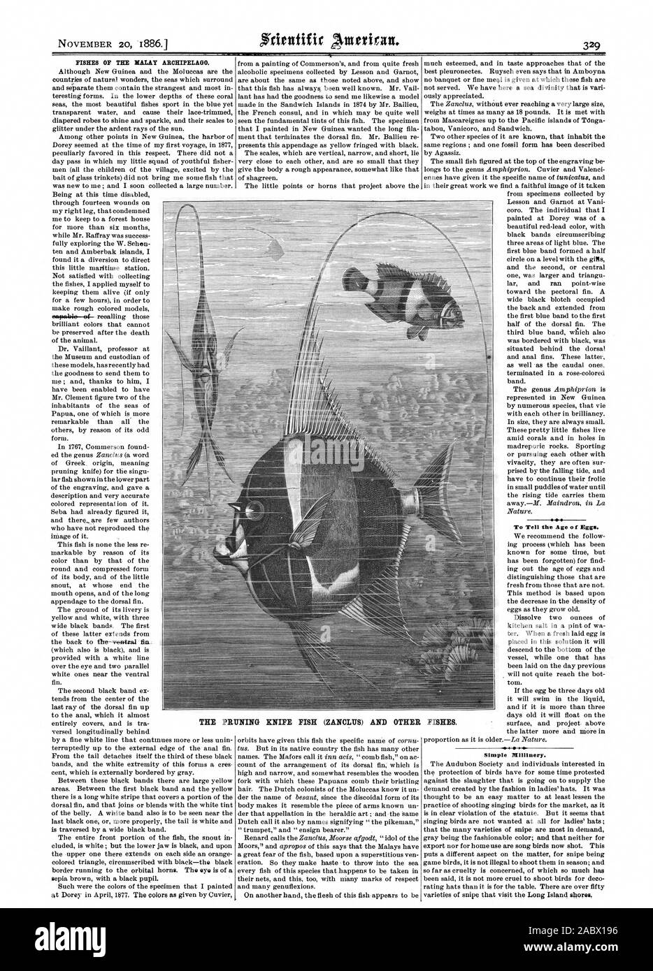 Fische T-malaiischen Archipel. Das Alter der Eier zu erzählen. Einfache Millinery. Die BESCHNEIDUNG MESSER FISCH (ZANCLUS) und andere Fische., Scientific American, 1886-11-20 Stockfoto