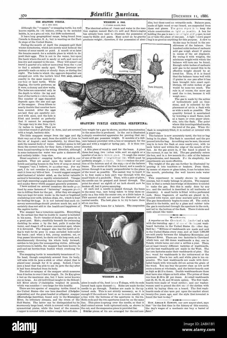 Die SNAPPING TURTLE. Von C. PAAR ENS. Obwohl die "Snapper" oder snapping Turtle ist ein bekannter Reptil sein Leben Geschichte aufgrund seiner abgeschiedenen Gewohnheiten ist in der Regel aber wenig verstanden. Es hat eine lange geographische Reichweite von Kanada nach Ecuador S. A. gefunden, aber wollte auf der Paci fic Steigung der Vereinigten Staaten. Während des Monats April die Schnapper beenden ihre Winter Schlafsäle, die lediglich Schlamm Löcher an der Unterseite der Sumpf oder Teich. Ein Monat oder so später die Weibchen suchen Sie nach einem geeigneten Ort, um de der Bank, wo die Erde sandig ist oder weich und mehr oder weniger trocken und Stockfoto