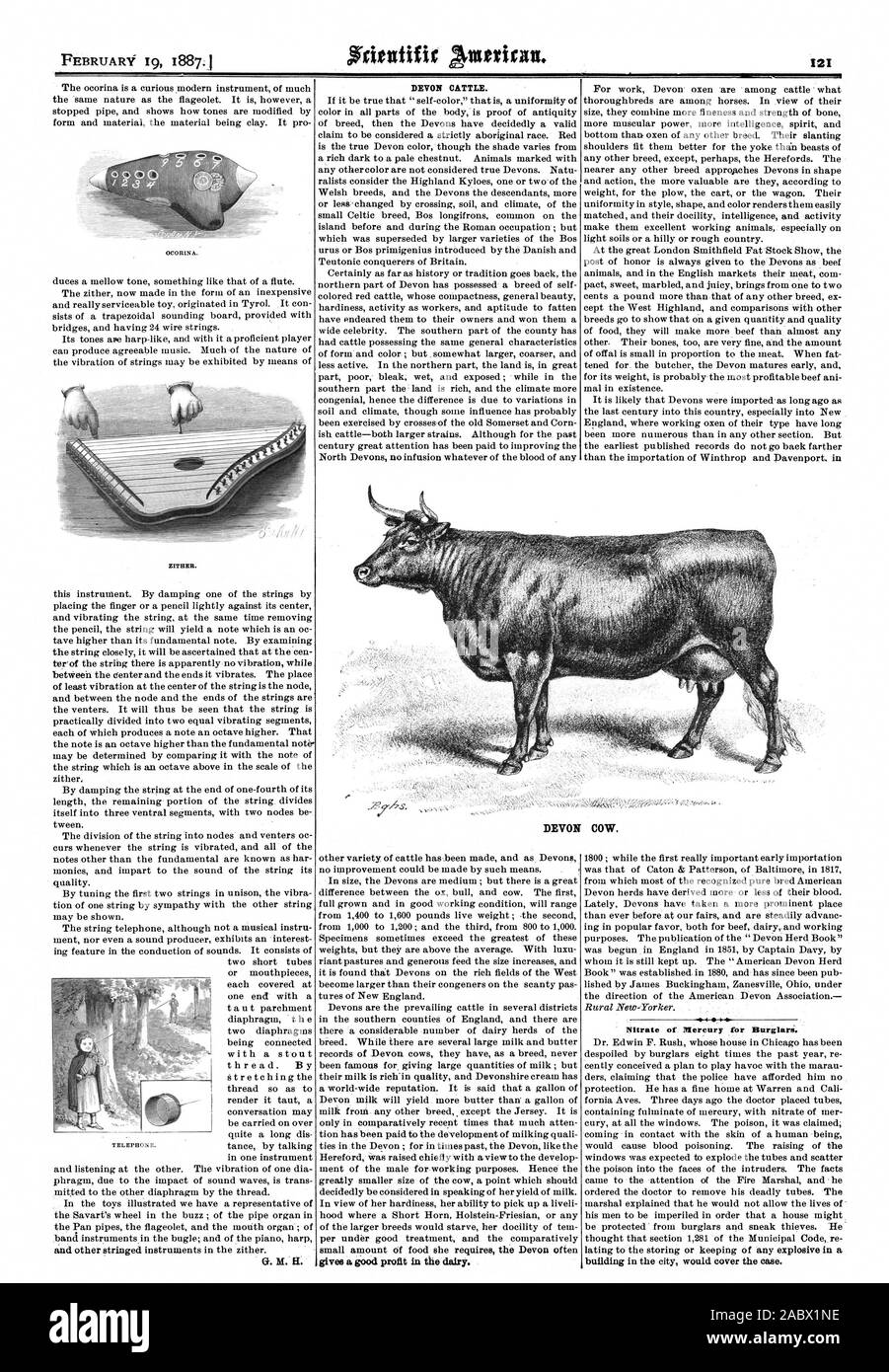 ZITHER. G. H.H.DEVON VIEH. Nitrat Quecksilber für Burglari. DEVON KUH., Scientific American, 1887-02-19 Stockfoto