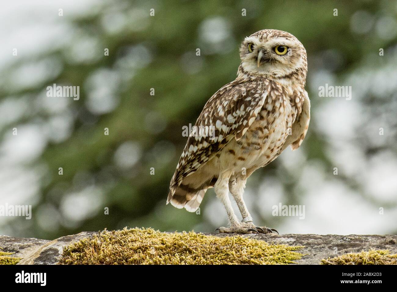 Grabende Eule sitzen auf einer Mauer Stockfoto