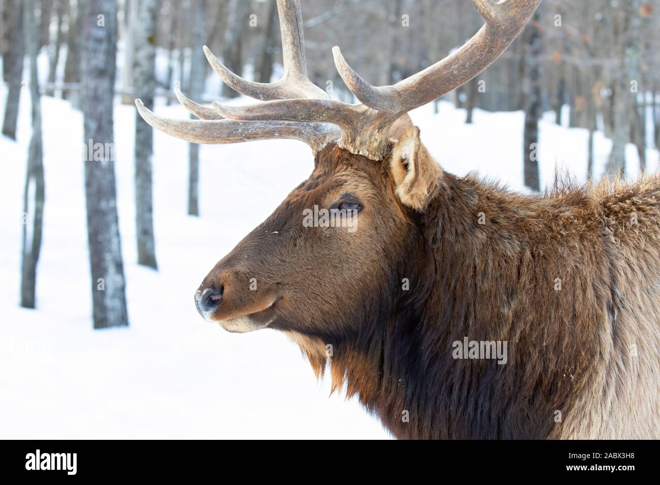 Bullenschweine mit großen Geweihen, isoliert vor weißem Hintergrund, die im Winterschnee Kanadas wandern Stockfoto