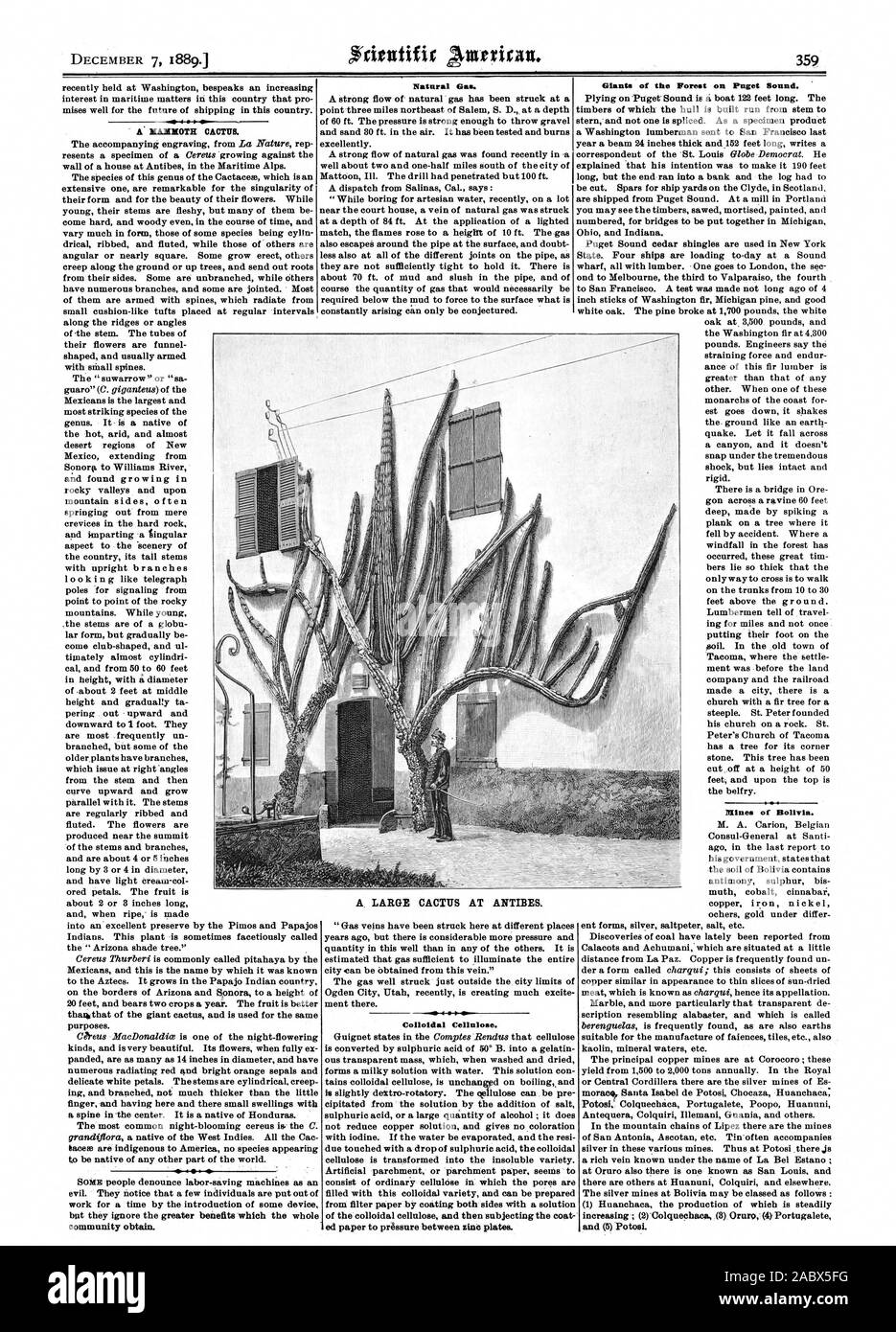 Dezember 7, 1889. XAMILOTH KAKTUS. Erdgas. Kolloidale Zellulose. Riesen des Waldes am Puget Sound. Minen von Bolivien. Ein großer KAKTUS IN ANTIBES., Scientific American, 1889-12-07 Stockfoto