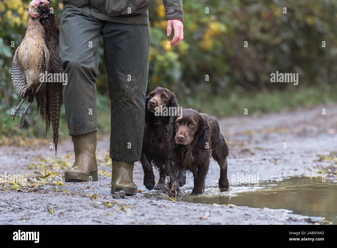 Mann, der eine Fasanenstütze mit Cocker Spaniels trägt, die an der Ferse laufen Stockfoto