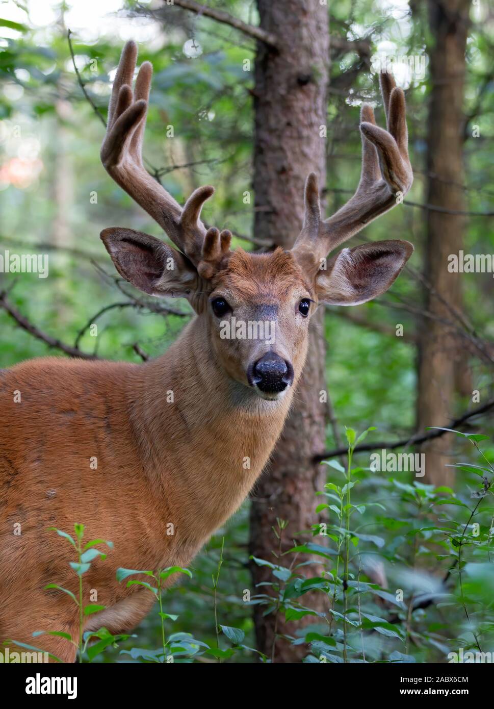 Weißwedelhirsche Buck im Morgenlicht mit samt Geweih im Frühjahr in Kanada Stockfoto