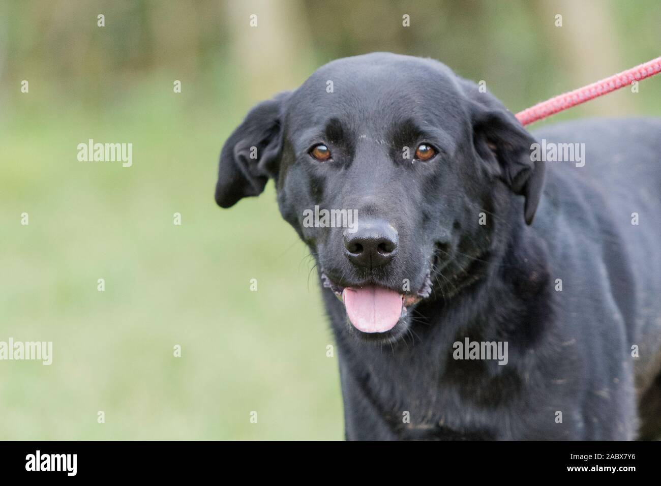 Schwarzer labrador an einer Leine, Stockfoto