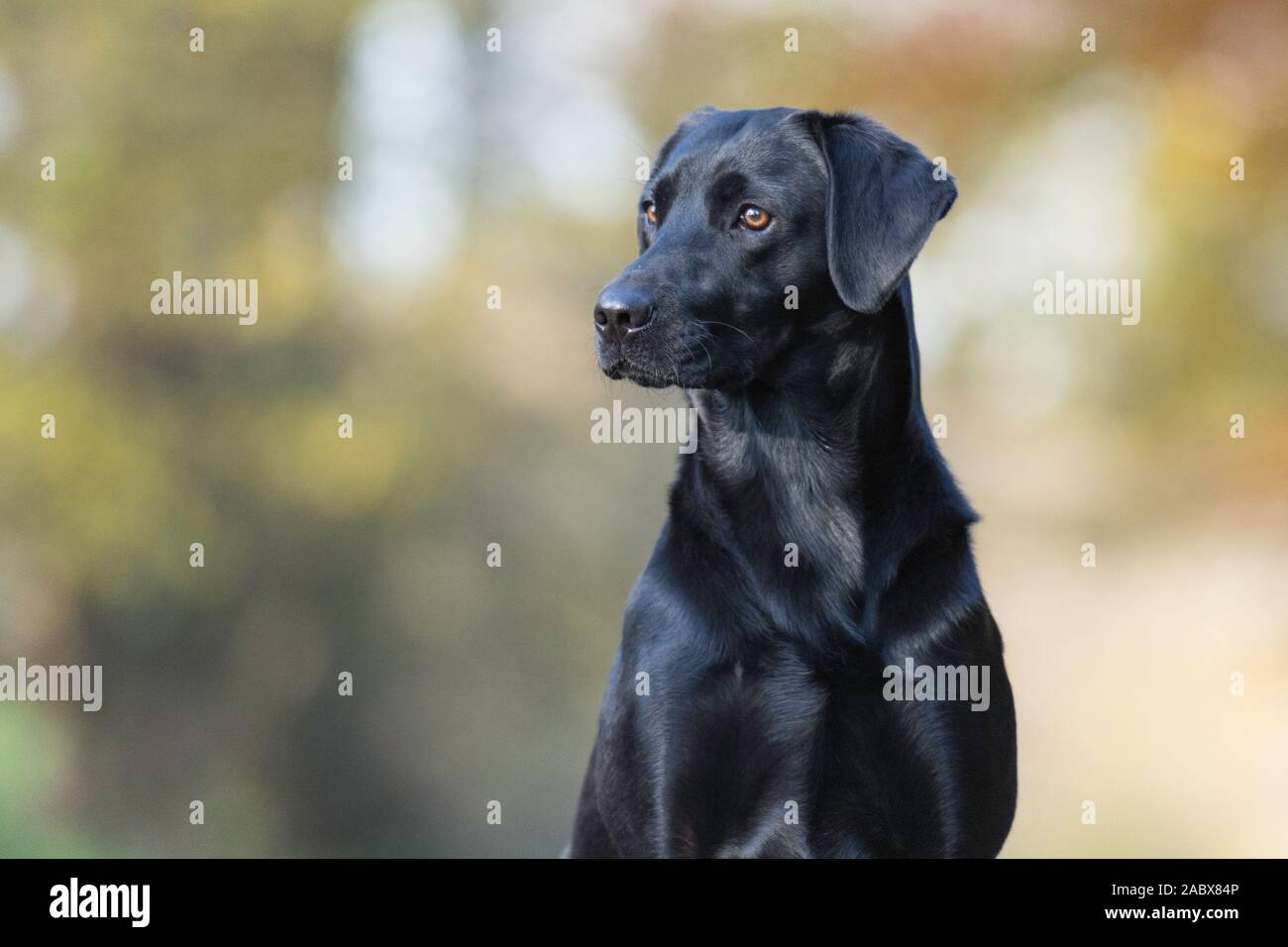 Schwarzer Labrador, der von der Kamera wegblickt Stockfoto