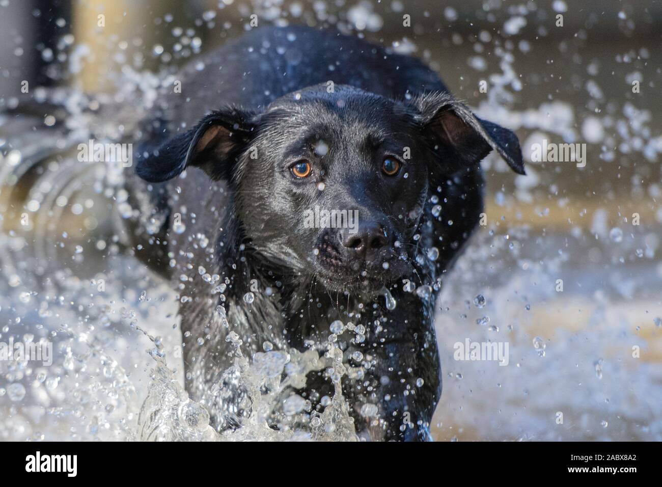 Schwarzer Labrador springt durch Wasser und sieht besorgt aus Stockfoto