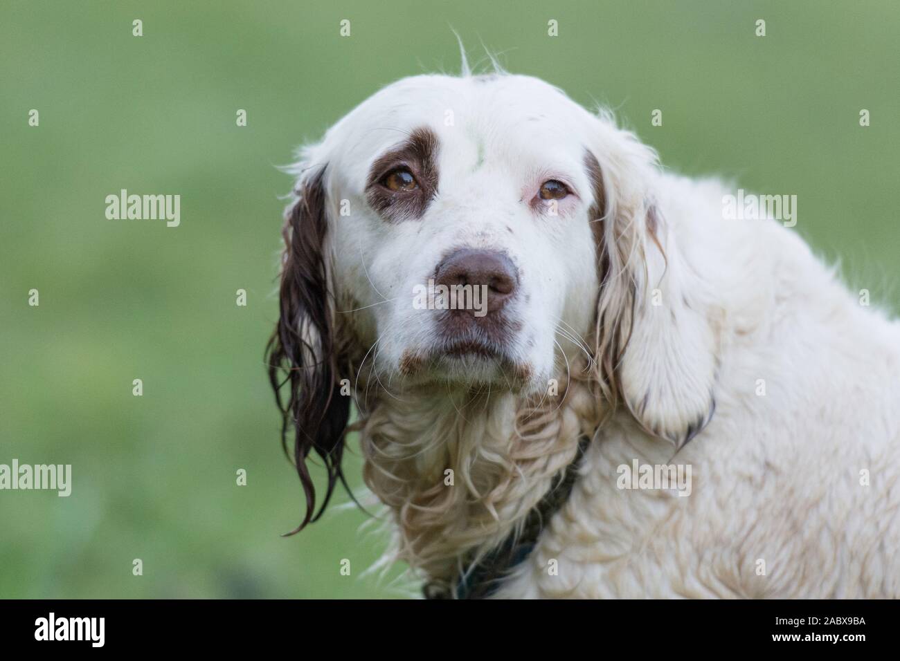 Kopfaufnahme eines braunen und weißen springer Spaniels Stockfoto