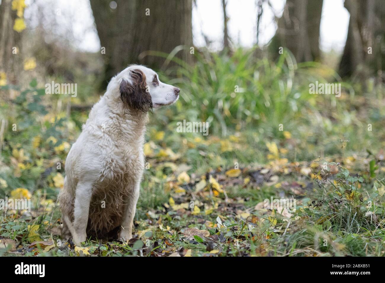 Spaniel in Wald sitzend Stockfoto