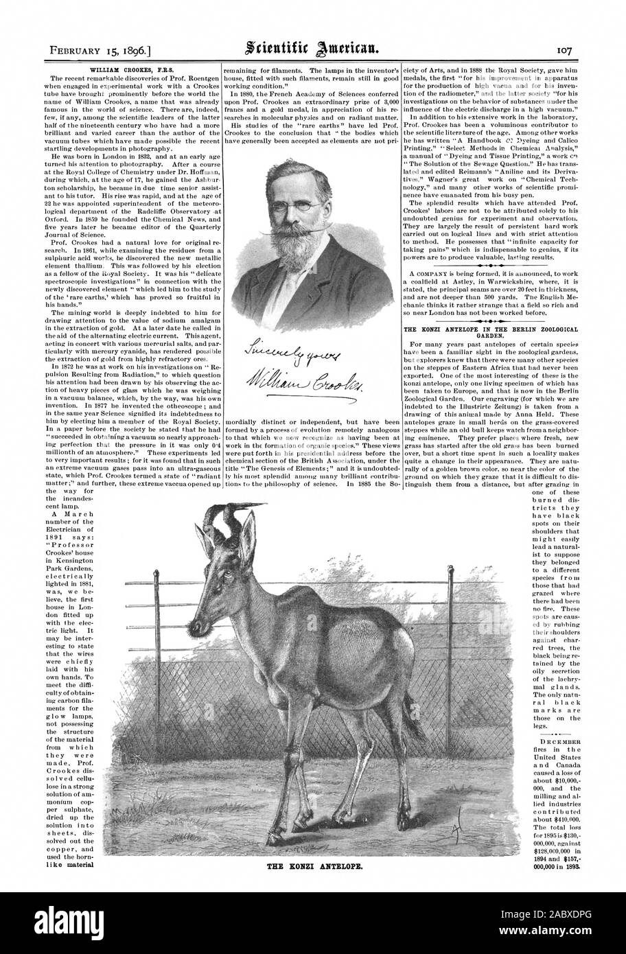 15. FEBRUAR 1896. WILLIAM CROOKES P.B.S. Die KONZI ANTILOPEN IN DEN ZOOLOGISCHEN GARTEN. Die KONZI ANTILOPEN., Scientific American, 1896-02-15 Stockfoto