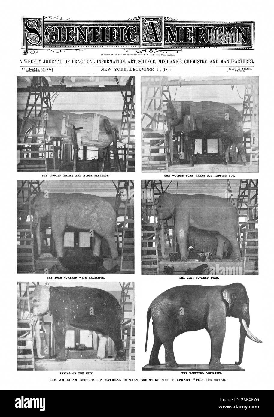 Vol. i. XXV Nr. 25. Der HOLZRAHMEN UND MODELL SKELETT. Die hölzerne FORM BEREIT FÜR POLSTERUNG AUS. Die FORM BEDECKT MIT EXCELSIOR. Versuchen, auf der Haut. Der Lehm bedeckt. Die Montage abgeschlossen. Das amerikanische MUSEUM FÜR NATURGESCHICHTE - BEFESTIGUNG DER ELEFANT' Tipp.' - [siehe Seite 441.1, Scientific American, 1896-12-19 Stockfoto