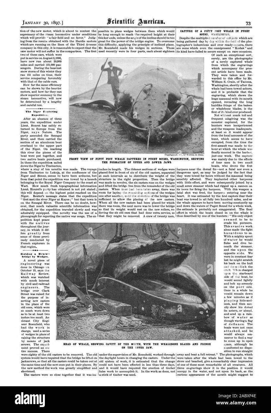 Der Niger erforschen Expedition. Anheben einer Zugbrücke durch Keile. Erfassen eines 50 Fuß Wal IN PUGET SOUND WASHINGTON. Von fünfzig Fuß Wal gefangen im Puget Sound WASHINGTON, DER DIE BILDUNG VON Ober- und Unterkiefer. Leiter DER WAL MIT HOHLRAUM DER MUND MIT DEM FISCHBEIN BLADES UND FRANSE AUF DEM OBERKIEFER., Scientific American, 1897-01-30 Stockfoto
