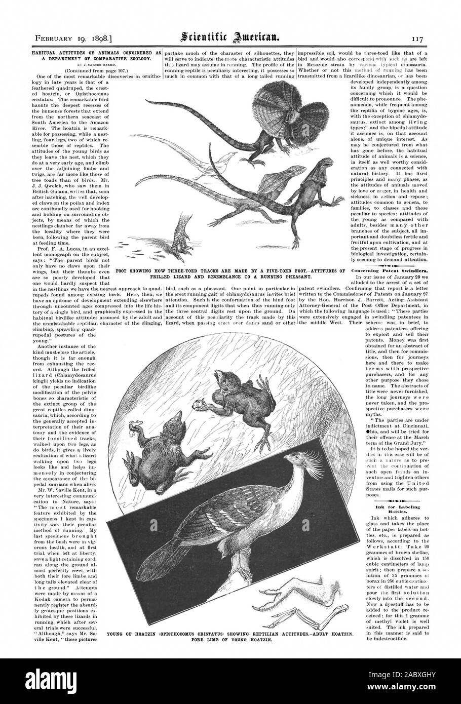Februar 19 18981 GEWÖHNLICHEN HALTUNG VON TIEREN ALS DEPARTMEKT für Vergleichende Zoologie. Tinte für Etikettieren von Flaschen. Ein fünf-TOED FOOTATTITUDES der Fasan. Die ZEIGT, WIE DREI-TOED TITEL WERDEN DURCH FRILLED LIZARD UND ÄHNLICHKEIT ZU EINEM, Scientific American, 1898-02-19 Stockfoto