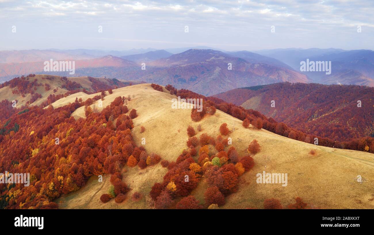 Herbst Berge und rote Buche Wald in den Karpaten, in der Ukraine. Antenne drone Blick auf schöne Berglandschaft bei Sonnenaufgang Stockfoto