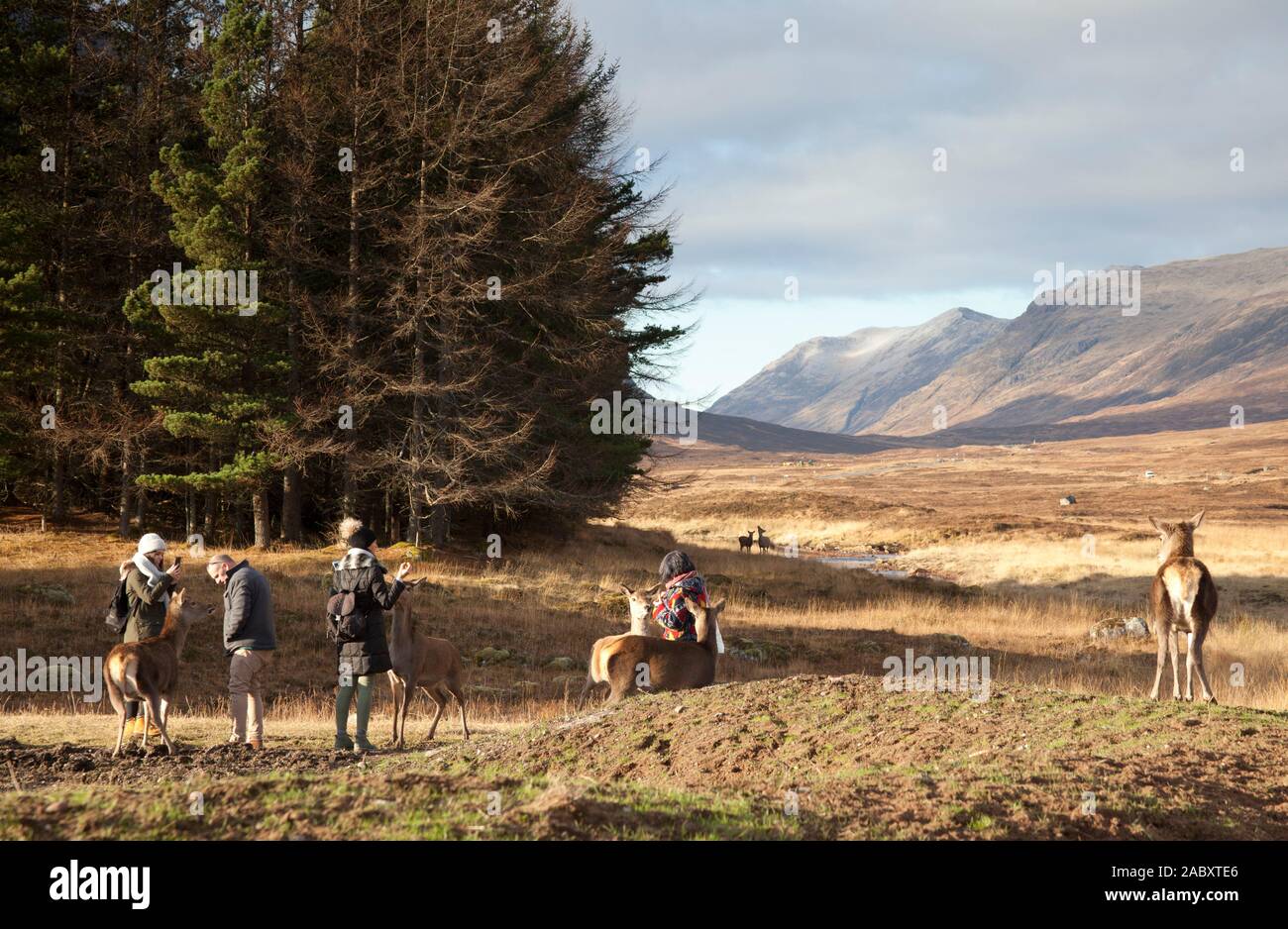 Lochaber, Schottland, Großbritannien. 29 Nov, 2019. Bild Touristen füttern was wild Red Deer im erst kürzlich renovierten Kings House Hotel neben Buachaille Etive Mor werden sollte. Dies führt dazu, dass sie der Annäherung zu jedem Besucher oder Touristen, die sich ihnen nähern. Dies macht es extrem und unnatürlich einfach Fotografieren bis zu schließen. Die Touristen dargestellt, die sich in einem Schottischen Touren unternehmen, Minibus, wenn das Reh kam, erschien ihnen, sie zu füttern werden Kekse Stockfoto