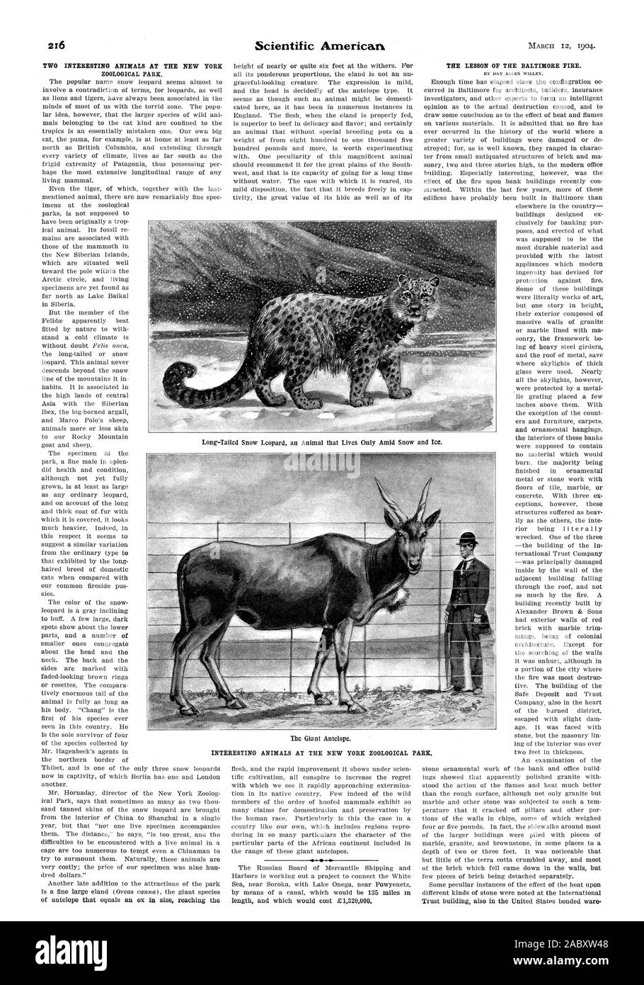 Interessante Tiere an der New York Zoological Park. Long-tailed Snow Leopard, ein Tier, das Leben nur unter Schnee und Eis. Die riesigen Antilopen. Scientific American, 1904-03-12 Stockfoto