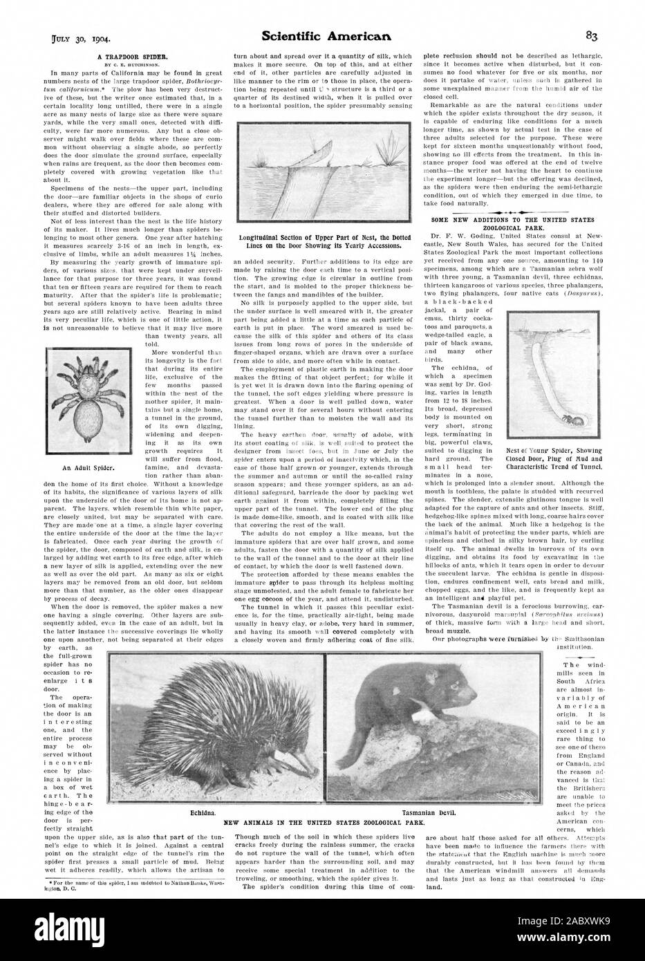 Eine FALLTÜR SPIDER. Zustand der Spinne während dieser Zeit des Mais einige NEUERUNGEN IN DIE VEREINIGTEN STAATEN ZOOLOGISCHE PARR. breite Schnauze. Institution. Neue TIERE IN DEN VEREINIGTEN STAATEN TIERPARK., Scientific American, 1904-07-30 Stockfoto