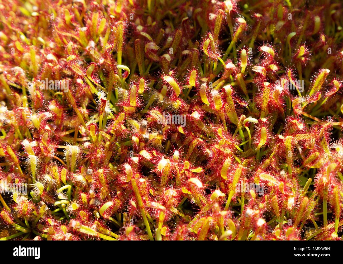 Fleischfressende Pflanze - das Pygmy Sonnentau, Drosera Palacea Roseana, Nahaufnahme, Australien Stockfoto