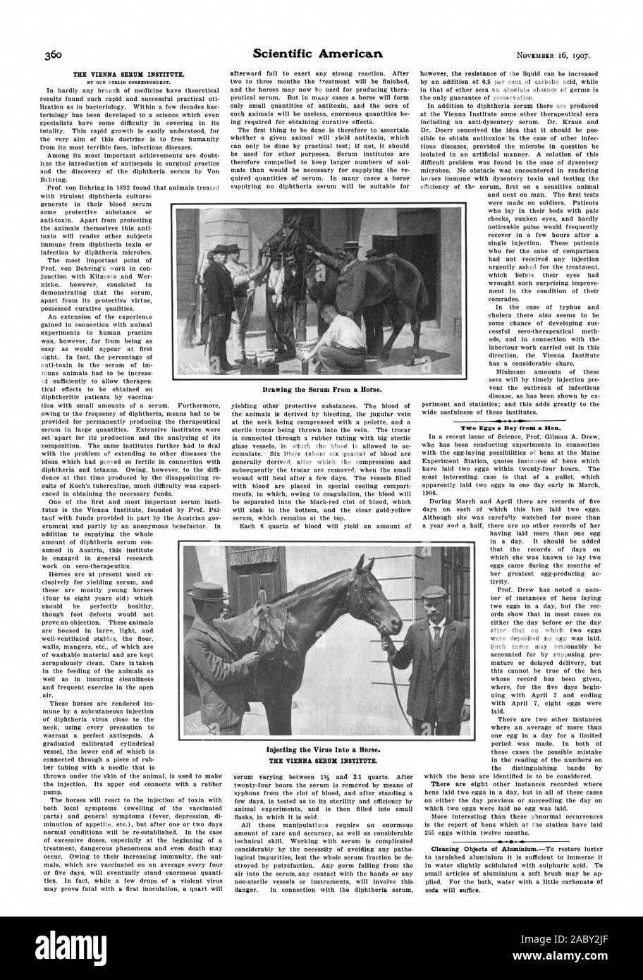 Die WIENER SERUM INSTITUT. Die Injektion der Virus in ein Pferd. Die WIENER SERUM INSTITUT. Zwei Eier an einem Tag von einer Henne. Zeichnung das Serum von einem Pferd., Scientific American, 1907-11-16 Stockfoto