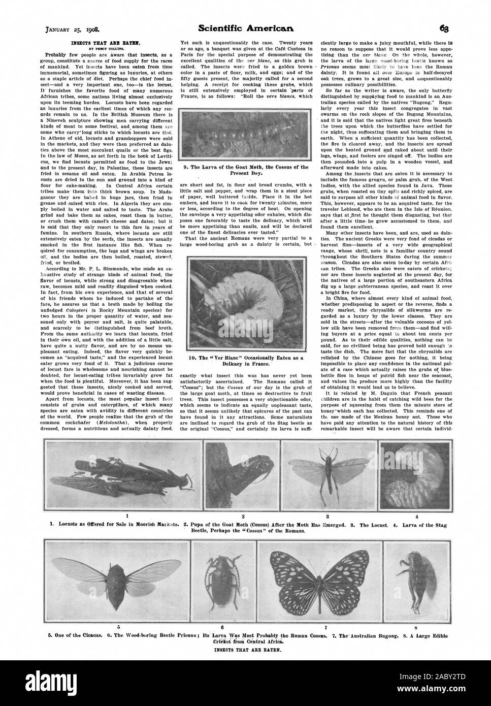 Insekten, gegessen. 9. Die Larve der Ziege die Motten den zingiberaceae der Gegenwart. Delikatesse in Frankreich. 1. Heuschrecken als zum Verkauf angeboten im maurischen Märkte. 2. Puppe der Ingwergewächse (Zingiberaceae) Nach dem Motte entstanden ist. 3. Die Heuschrecken. 4. Larve des Hirschkäfer vielleicht die "zingiberaceae" der Römer. 5 6 7 8 5. Eins deiner Cicanas. S. Die Holz - langweilige Käfer Prionus; deren Larven wurde Wahrscheinlich der Römischen Zingiberaceae. 7. Die Australischen Bugong. 8. Eine große Essbare Kricket aus Zentralafrika. Insekten gefressen., Scientific American, 1908-01-25 Stockfoto