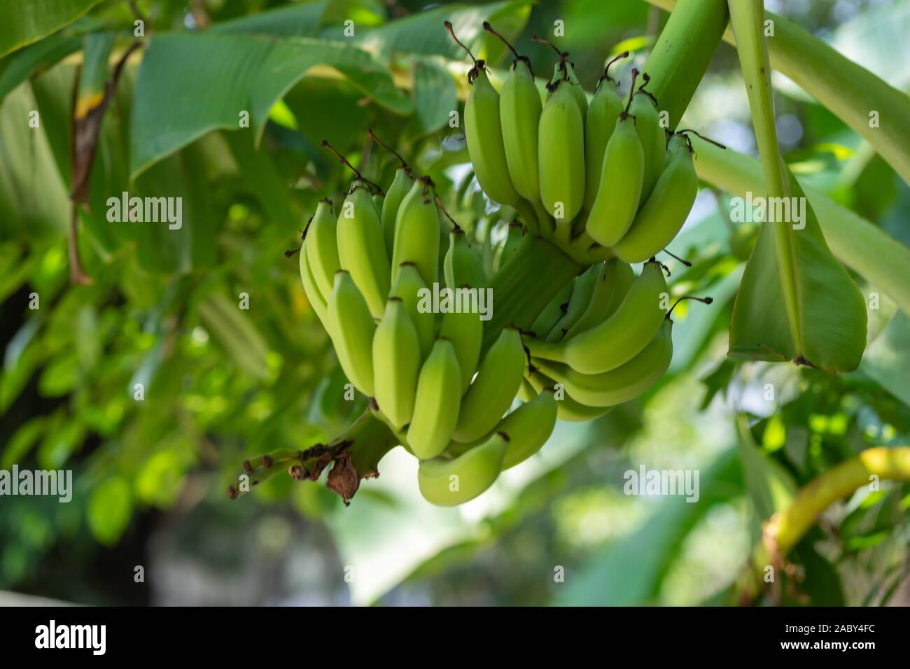 Best of chulalongkorn university Fotos und Bildmaterial in hoher