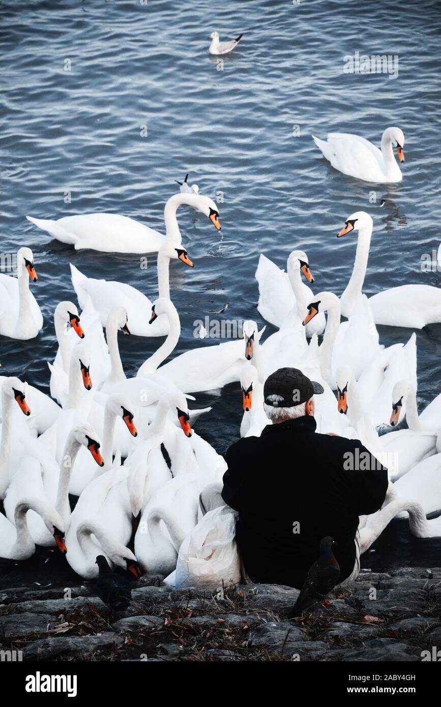 Alter Mann von Schwänen umgeben Stockfoto