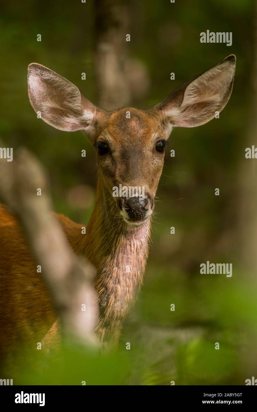 Weißwedelhirsche doe Portrait. Stockfoto