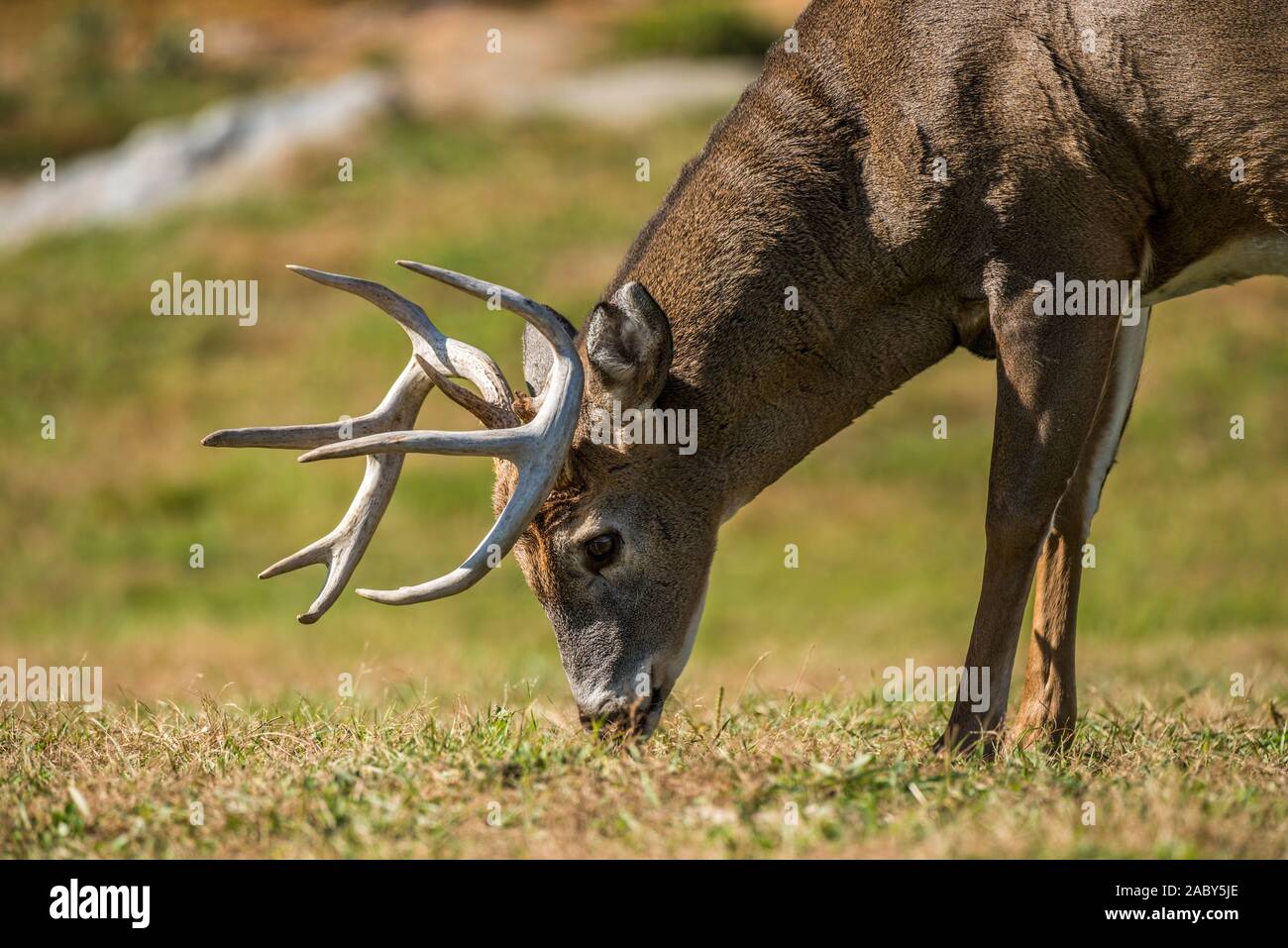 Weißwedelhirsche buck Essen trockene Gras. Stockfoto