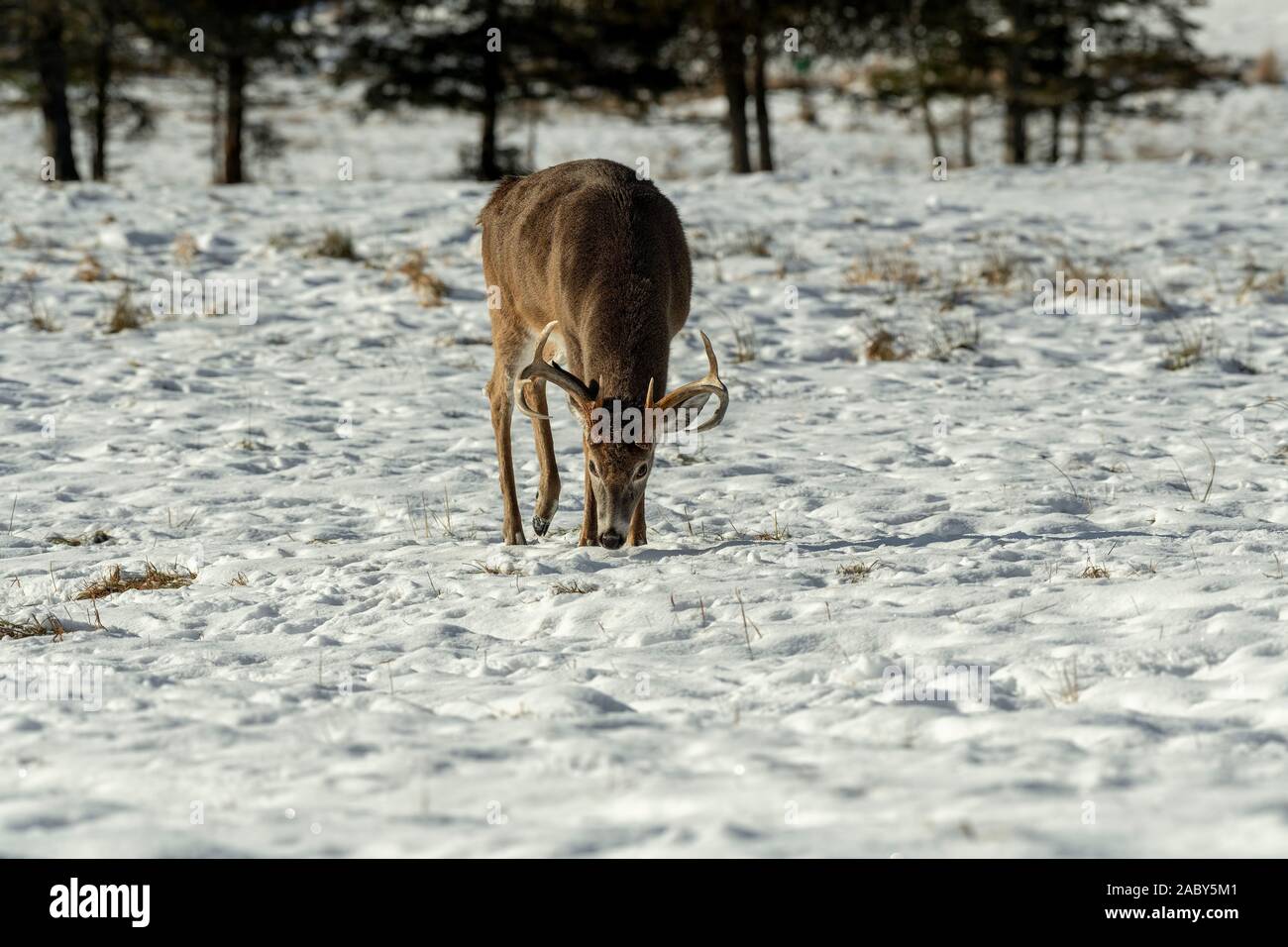 Weißwedelhirsche Buck auf der Suche nach Nahrung in den Schnee. Stockfoto