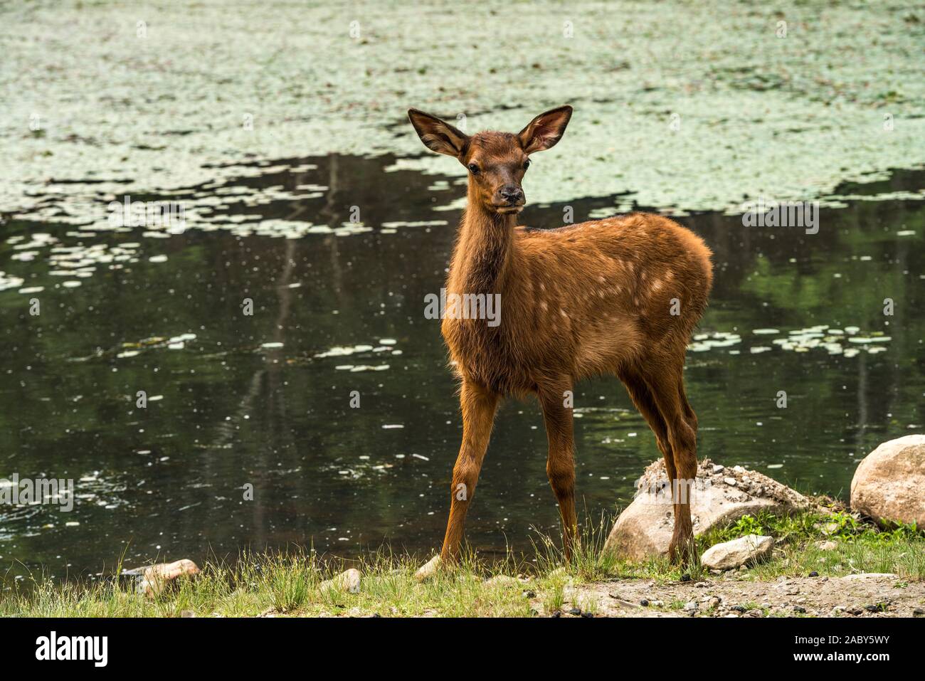 Junge Elche stand neben Teich. Stockfoto