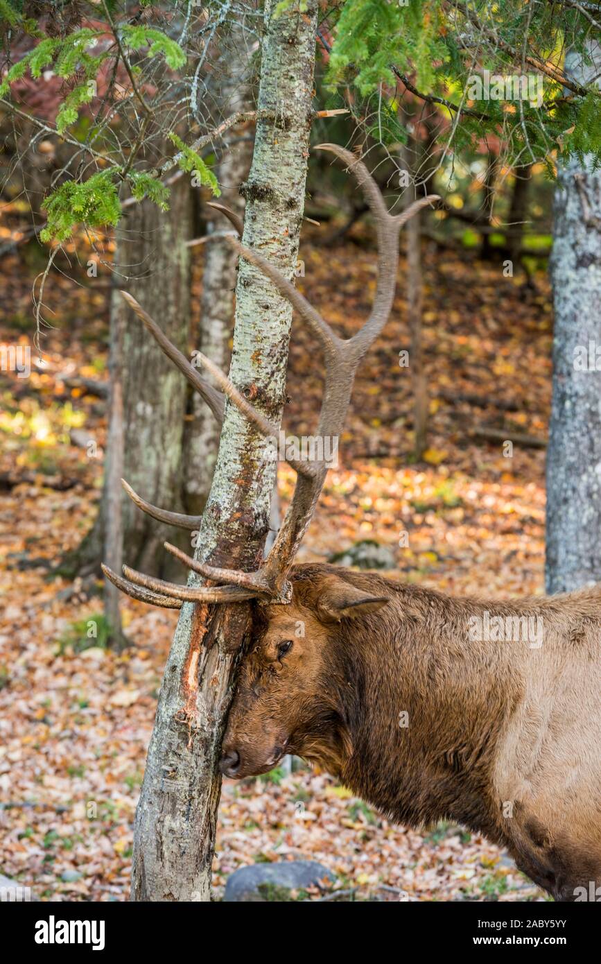 Bull Elk reiben gegen einen Baumstamm. Stockfoto