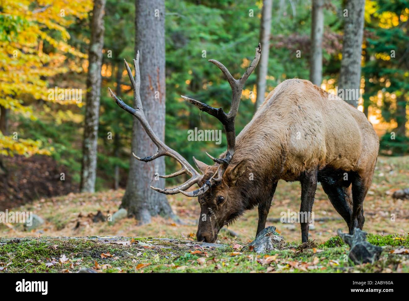 Bull Elk Fütterung auf Gras. Stockfoto