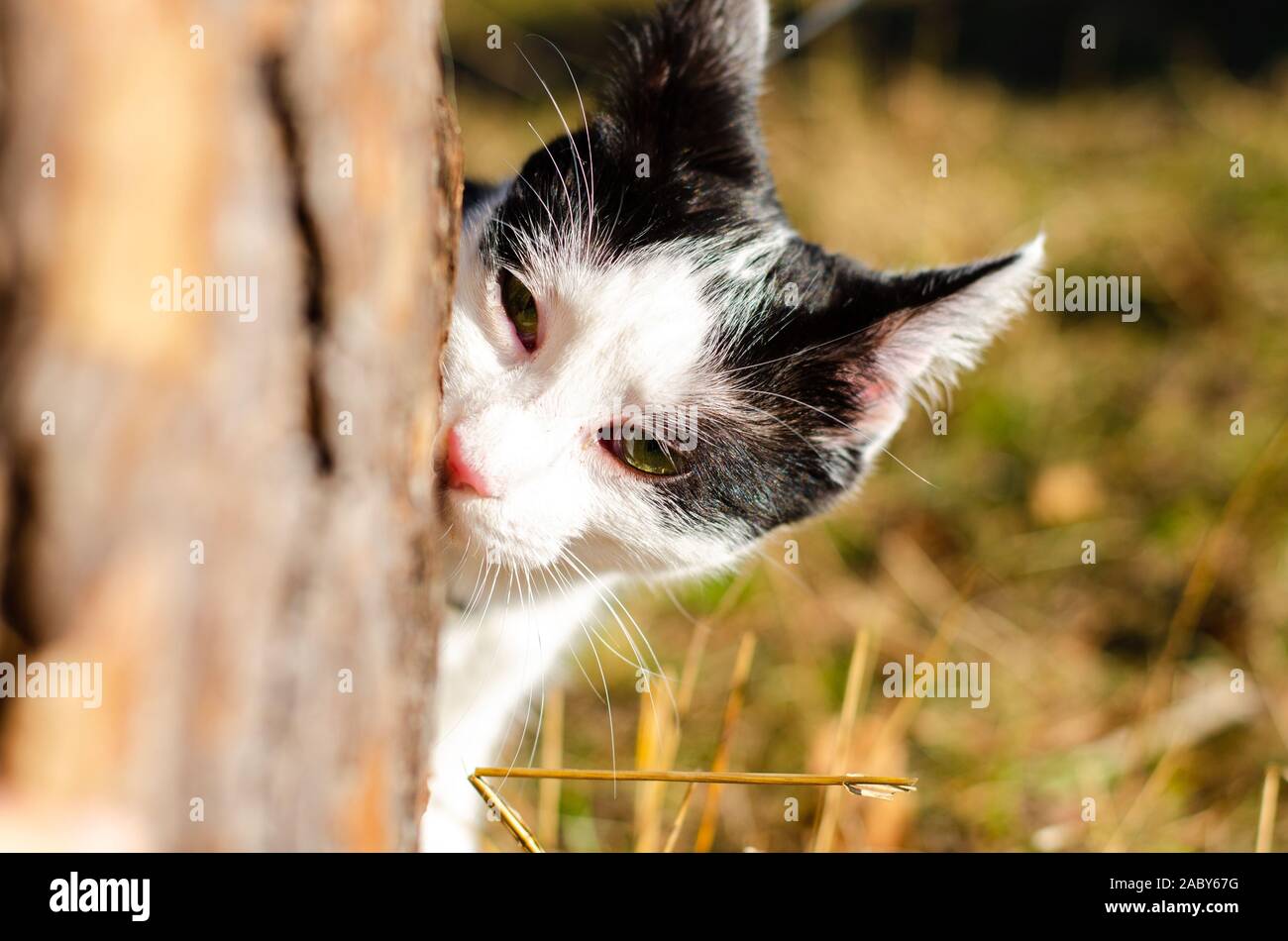 Bicolor Katze und nach einem Baum und riecht die Shell Stockfoto