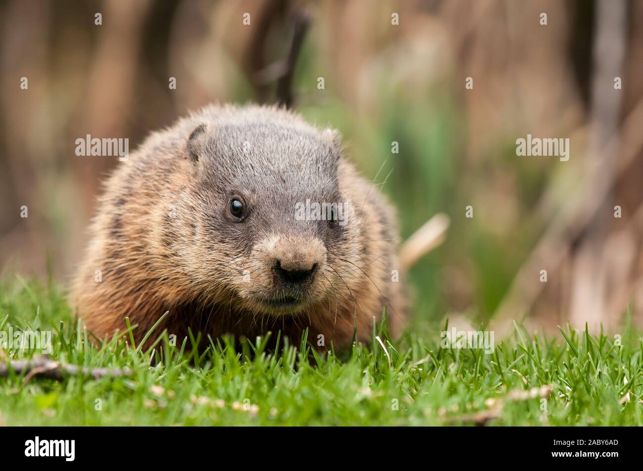 Groundhog auf grünem Gras. Stockfoto