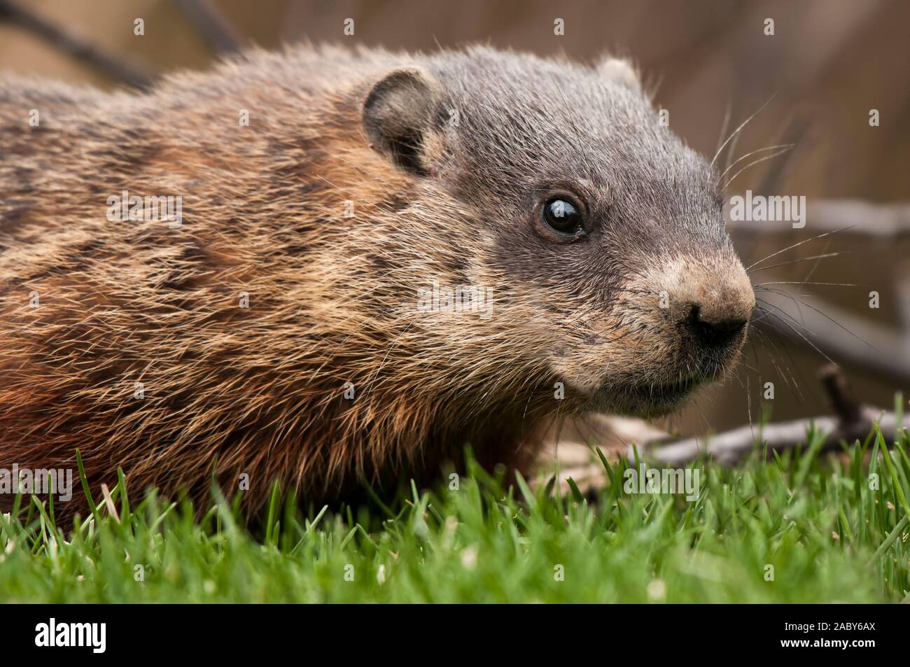 Groundhog auf grünem Gras. Stockfoto